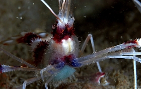 Birmanie - Mergui - 2018 - DSC02656 - Banded coral shrimp - Grande crevette nettoyeuse - Stenopus hispidus
